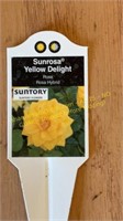 1 gallon Sunrosa Yellow Delight Rose