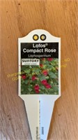 6" Lofos Compact Rose