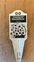 6" Crazytunia Black and White