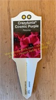 6" Crazytunia Cosmic Purple