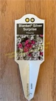 6" Petunia Blanket Silver Surprise