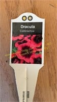 6" Cailbrachoa Dracula