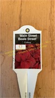 6" Coleus Main Street Beale Street