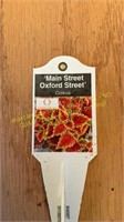 6" Coleus Main Street Oxford Street