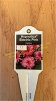 6" Dahlia Hypnotica Electric Pink