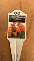 6" Dahlia LaBella Maggiore Fun Flame