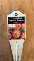 6" Dahlia Hypnotica Tropical Breeze