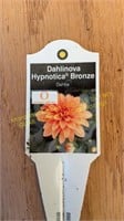 6" Dahlia Hypnotica Bronze
