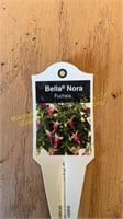 6" Fuchsia Bella Nora