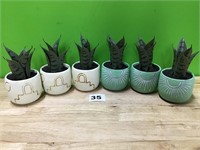 Ceramic Planter with Plastic Aloe lot of 6