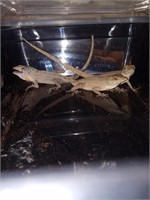 Three brown anoles