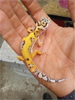Baby leopard gecko