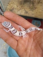Baby leopard gecko