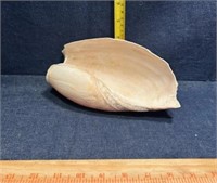 Large Seashell Decor