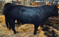 Limousin yearling Bull