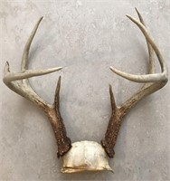 Wild 8 Point Deer Buck Antler Rack With Skull