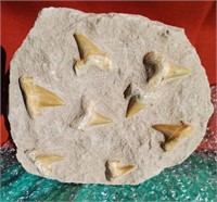 8 COUNT FOSSIL SHARK TEETH IN MATRIX