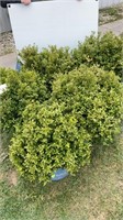 (5) BOXWOOD SHRUBS