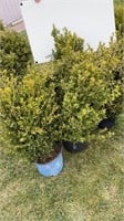 (5) BOXWOOD SHRUBS