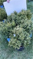 (5) BOXWOOD SHRUBS