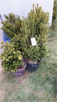 (5) BOXWOOD SHRUBS