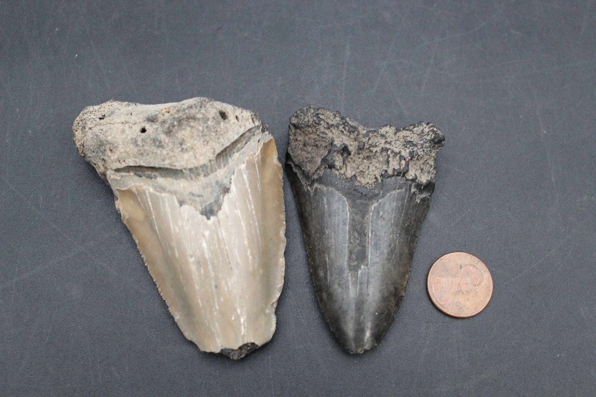Pair of Ancient Megaladon Shark Teeth