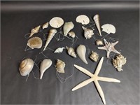 Large Variety Real of Sea Shell Ornaments
