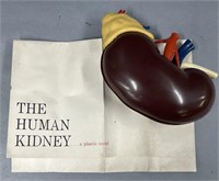 Vintage Merck Sharpe & Dohme Plastic Kidney Model