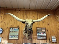 Longhorn Steer Head Mount