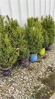 (5) BOXWOOD SHRUBS