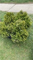 (5) BOXWOOD SHRUBS