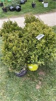 (5) BOXWOOD SHRUBS