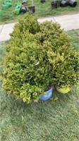 (5) BOXWOOD SHRUBS