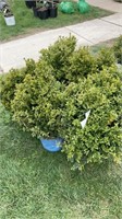 (5) BOXWOOD SHRUBS