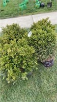 (5) BOXWOOD SHRUBS