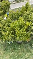 (5) BOXWOOD SHRUBS