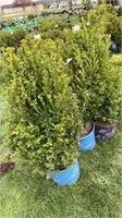 (5) BOXWOOD SHRUBS