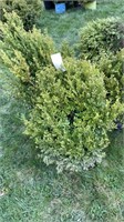 (5) BOXWOOD SHRUBS