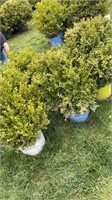 (5) BOXWOOD SHRUBS