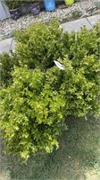 (5) BOXWOOD SHRUBS