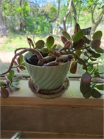 House Plant, and Dust Buster Vaccuum
