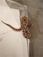 pastel fire mojave female python