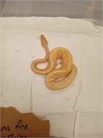 Bananna fire mojave female python