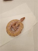 male bananna pinstripe python