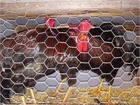 rosecomb roosters
