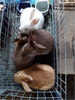 mixed bunnies