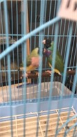 Pair of lady gouldian finches