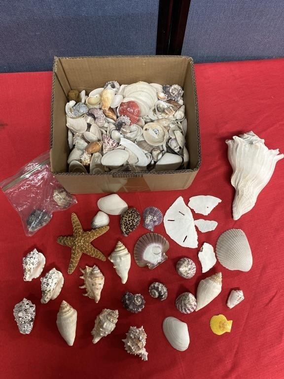 Large lot of shells