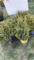 (5) BOXWOOD SHRUBS