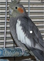 Female-Grey Cockatiel-6 months